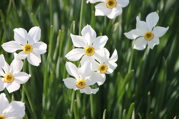 Daffodil, blommor, trädgård, Geranium, jonquils, Narcissus, vit