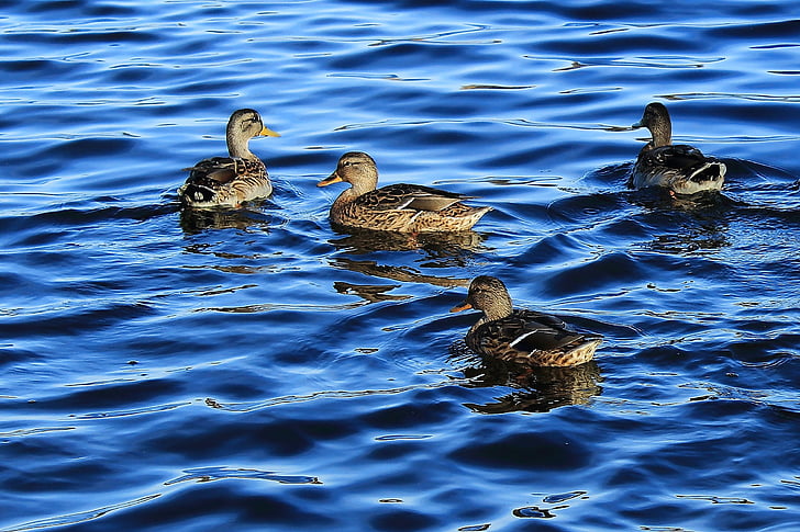 wild ducks, pond, duck, lake, ripple, closeup, wildlife