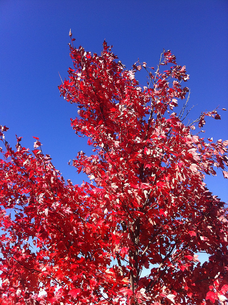 jeseň, strom, Príroda, jeseň, listy, Sunny, Vonkajší