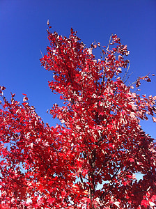 autunno, albero, natura, caduta, foglie, soleggiato, all'aperto