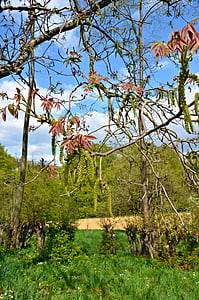 primavera, Prado, Bush, verde, rama, primeras hojas, árbol