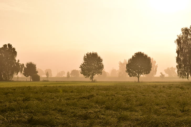 brume matinale, brouillard, paysage, nature, lever du soleil, mysthisch, arbres