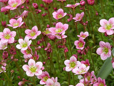 pink flowers, flowers, pink, summer, flower, pink and white, pink color