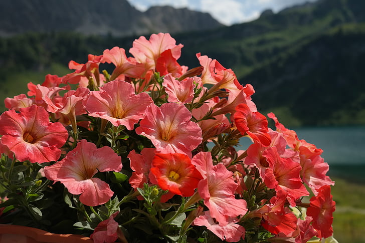 Petunia, cvetje, oranžna, nachtschattengewächs, Solanaceae, rdečkasto, Flora