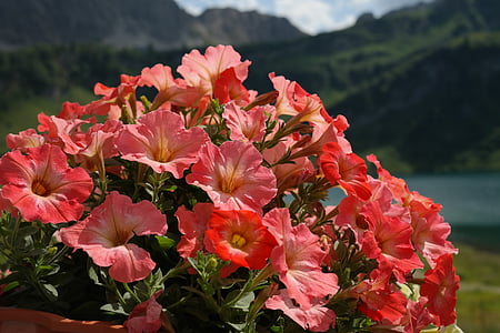 Petunya, çiçekler, Turuncu, nachtschattengewächs, Solanaceae, kırmızımsı, Flora