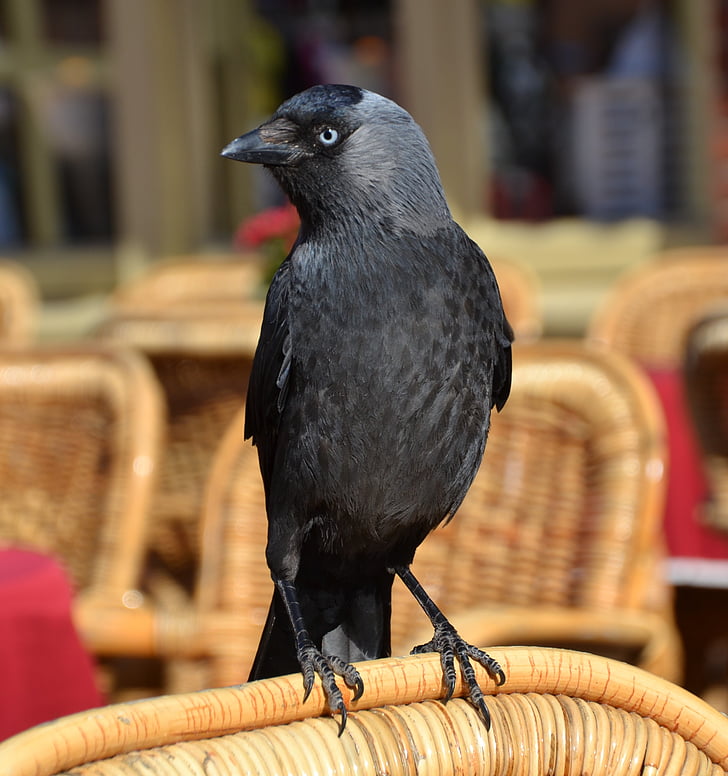 giống qụa nhỏ, con chim, động vật, màu đen, bay, Raven, Rabe tương tự
