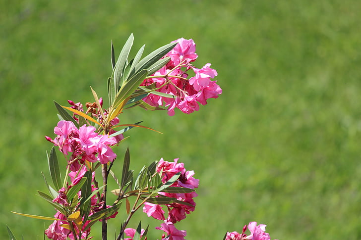 Laurier, roz, floare, crescut de Laurier, Oleander, natura, plante