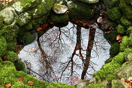 natuur, Bron, fontein, water, spiegelen, bomen, sfeer