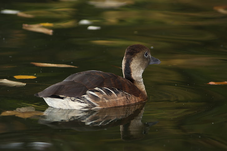 duck, water, fauna, pond, waterfowl, bird, nature
