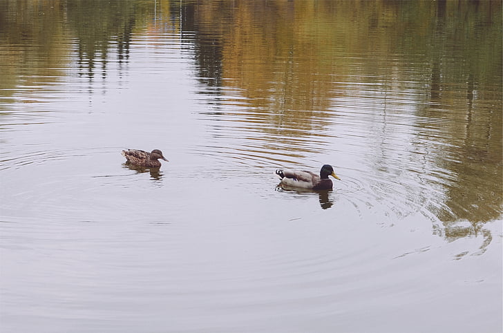 dva, patke, tijelo, vode, preko dana, jezero, životinje u divljini