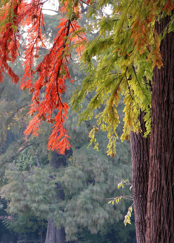 folhas de outono, folhas, cores, natureza, temporada, Outono, folha vermelha