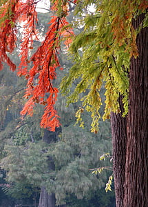 Jesienne liście, pozostawia, kolory, Natura, sezon, jesień, czerwony liść