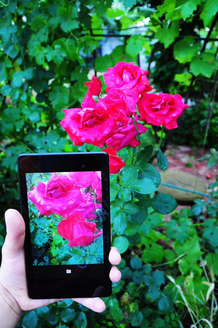 Foto-tablet, landschap, bloemen, lente, gras, zomer