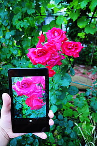 Foto-tablet, landschap, bloemen, lente, gras, zomer