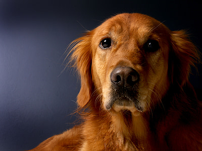Golden retriever, hond, Retriever, dier, huisdier, bont, dierlijke portret