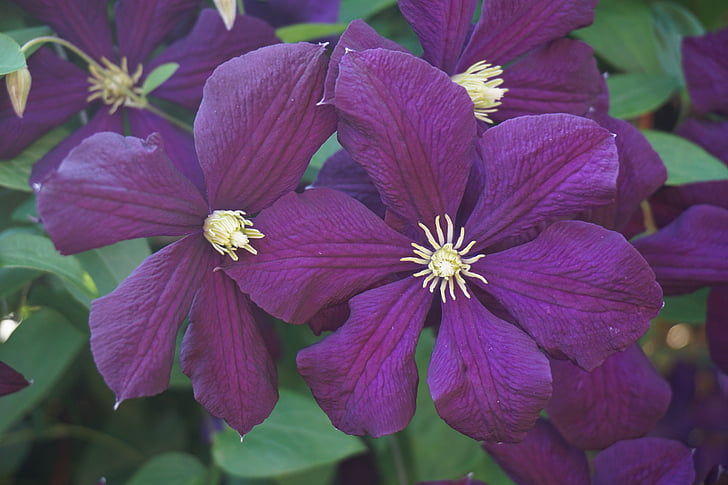 blossom, bloom, purple, clematis, summer, nature, climber