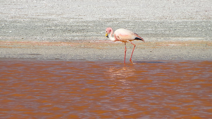 flamingos, Bolívia, Uyuni, Potosi