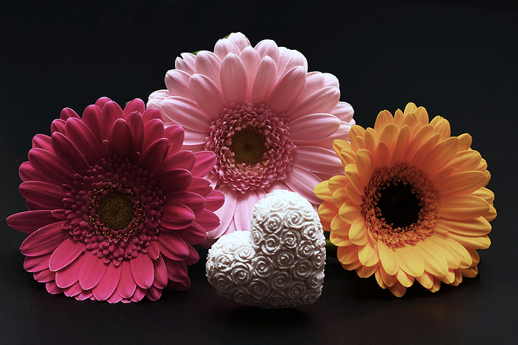 gerbera, flowers, heart, valentine's day, pink, yellow, love