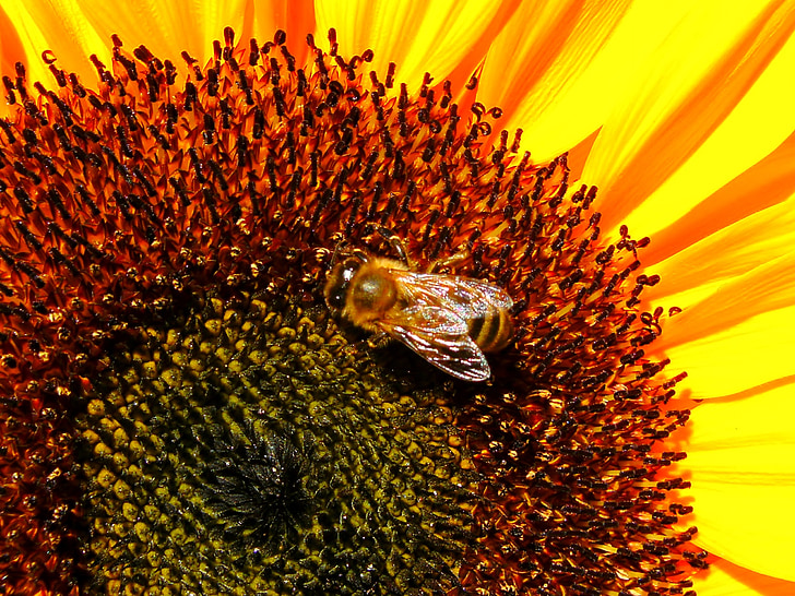 flower, bee, sunflower, bug, bees, bloom, nature