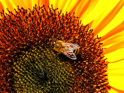квітка, Бджола, Соняшник, помилка, бджоли, цвітіння, Природа
