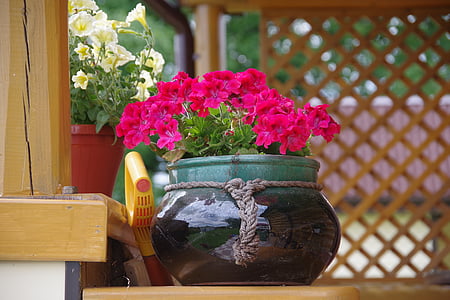 datcha, fleurs, plate-bande, géranium