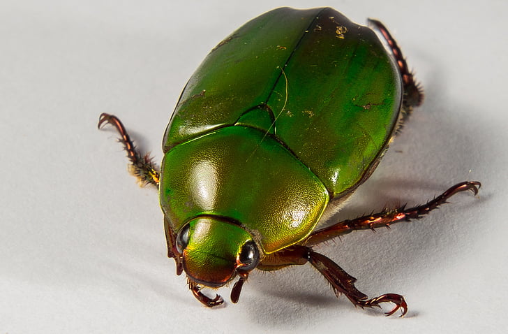 tropical beetles, green, close