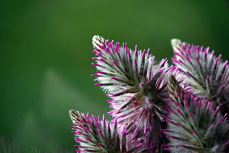 fluffy, plant, flower, purple, nature, pink flower, green