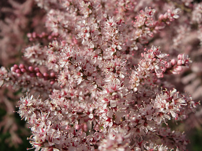 Tamarix gallica, Tamariu francès, arbust, floració, macro, flora, botànica