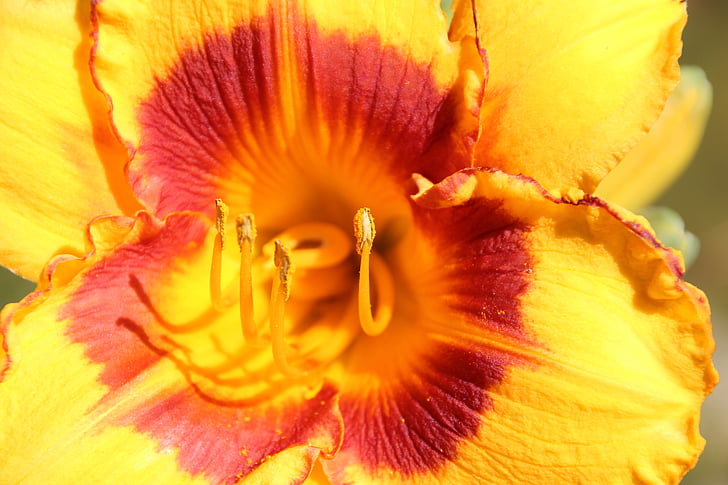 floare, polen, pistil, natura, plante, petale, Close-up