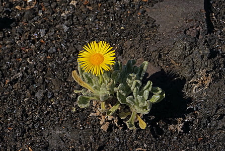 nauplius, intermedius, Hoa, buehend, màu vàng, Lanzarote