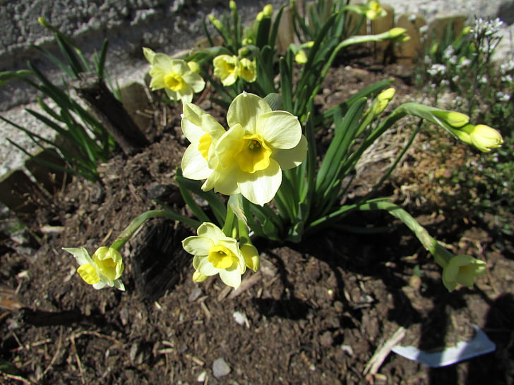narcisos, flors de primavera groc, terra, tancar