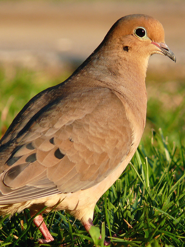 Leinapäeval dove, lind, Wildlife, loodus, portree, Makro, Õues