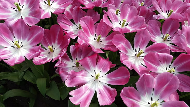 Hoa, Hoa tulip, màu hồng, Hà Lan, Keukenhof, Blossom, nở hoa