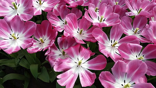 bunga, Tulip, merah muda, Belanda, Keukenhof, Blossom, mekar