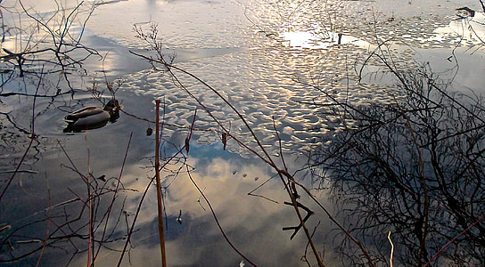 патица, птица, вода, Отразявайки, зимни, природата, отражение