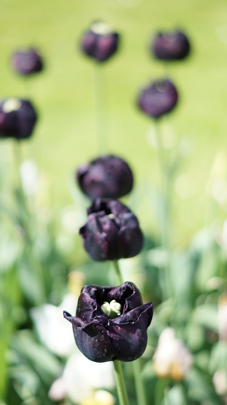 Tulipan, czarny, kwiat, wiosna, egzotyczne, piękne
