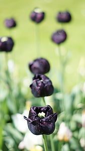 tulip, black, flower, spring, exotic, beautiful