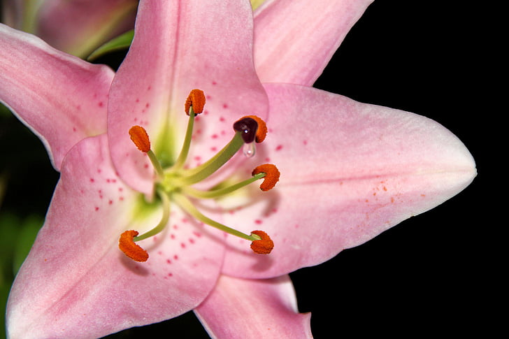 Lily, pestič, cvetni prah, cvetnega nektarja, nektar, kapljice nektarja, pecelj