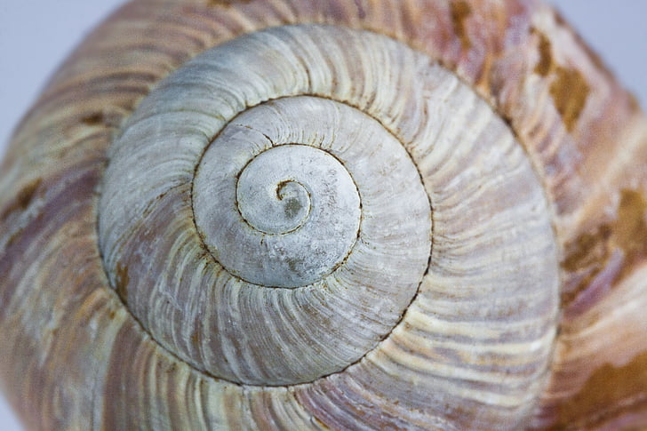 sneglen, Shell, boliger, natur, spiral, makro, animalske shell