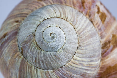 sneglen, Shell, boliger, natur, spiral, makro, dyr shell