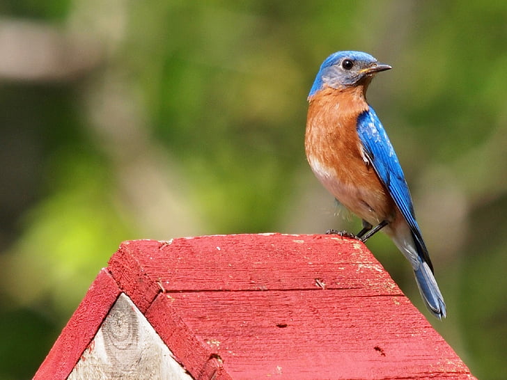 bluebird Oriental, pássaro, pássaro canoro, empoleirado, vida selvagem, penas, casa de passarinho