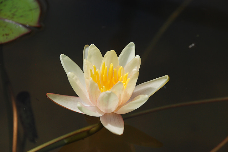 lily, water lily, flower, pond, flowers, water, nature
