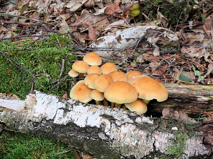 mushroom, tree, beige, autumn, agaric, nature, fungus
