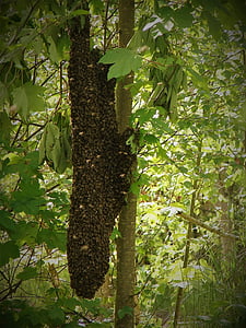 swarm, the bees, insect