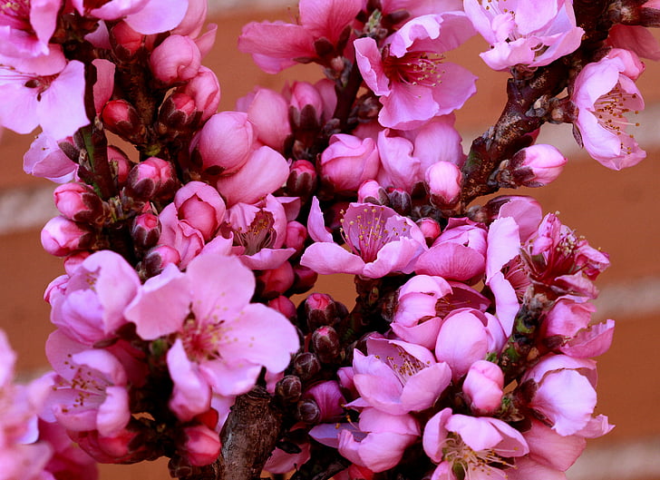 plum, blossom, pink, spring, flower, branch, tree