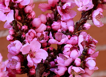 mận, Blossom, màu hồng, mùa xuân, Hoa, chi nhánh, cây