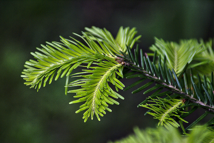 fir, fir needle, gałąż fir, fir tree, coniferous, pins silver fir, young needles