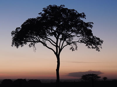 arbre, capvespre, crepuscle, natura, silueta, posta de sol, Àfrica