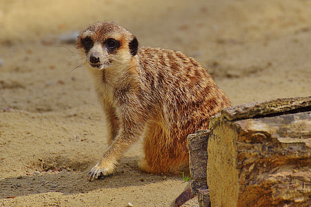meerkat, animal, nature, zoo, tiergarten, small, fur