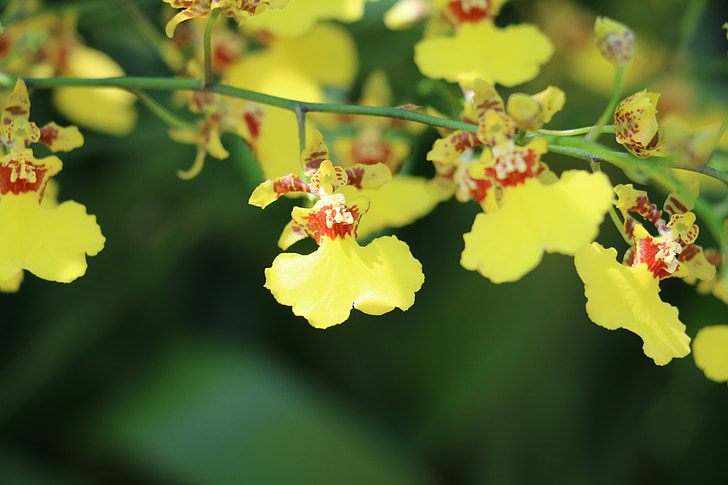 flower, orchid, yellow, delicacy, garden, flowers, plant